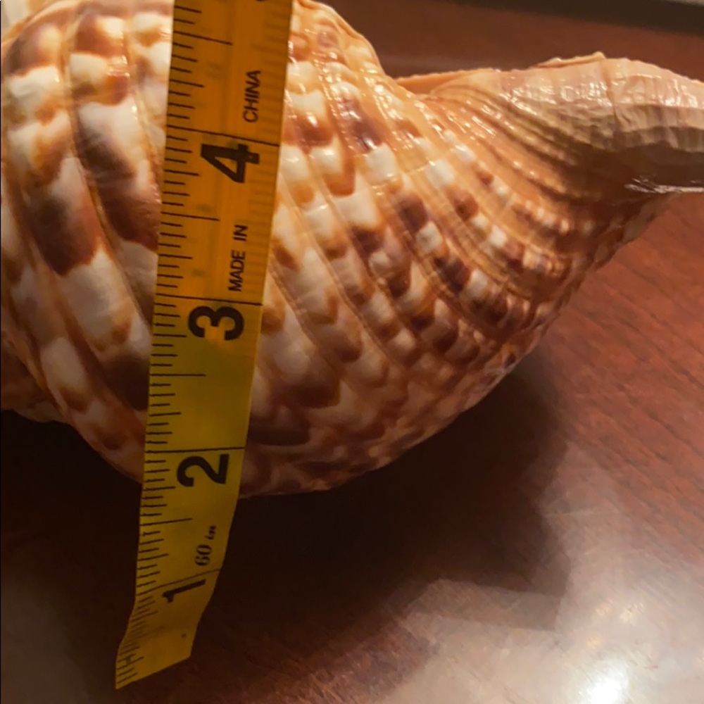 Sea Shell - image 4